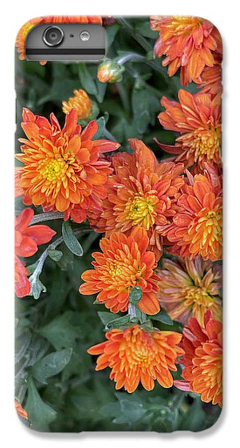Orange Mums walk - Phone Case
