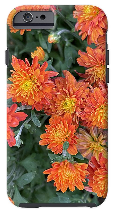 Orange Mums walk - Phone Case