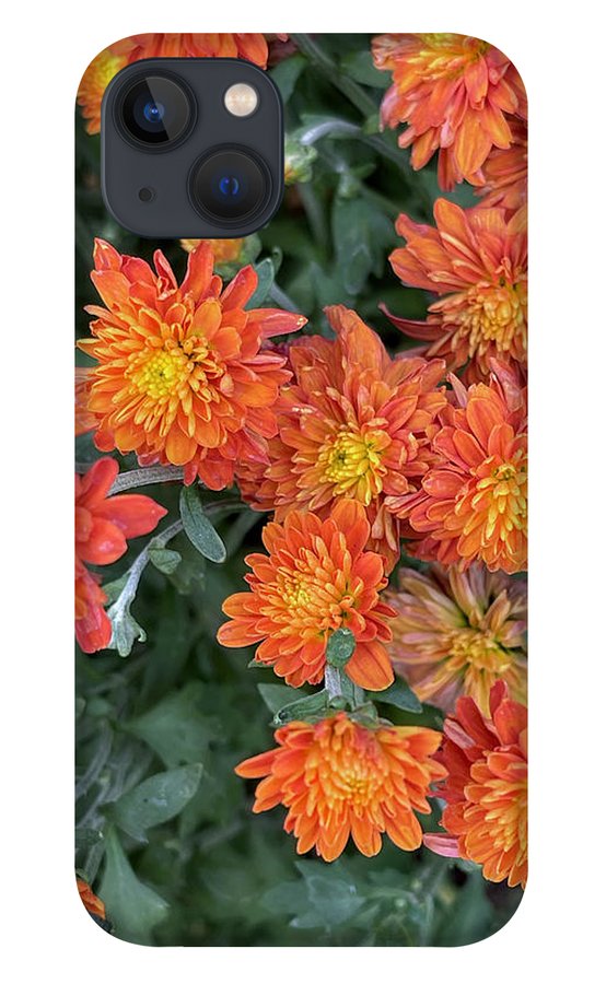 Orange Mums walk - Phone Case