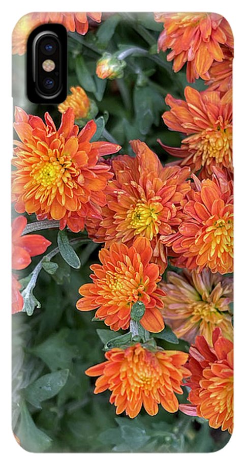 Orange Mums walk - Phone Case
