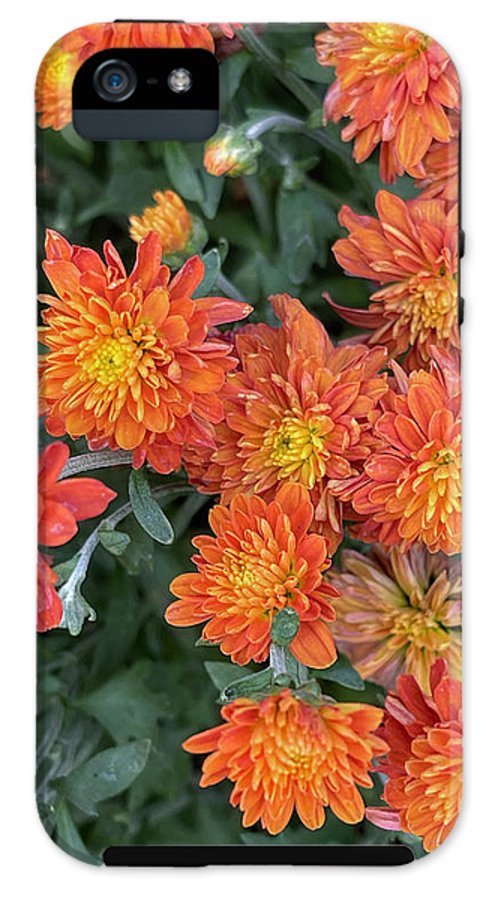 Orange Mums walk - Phone Case