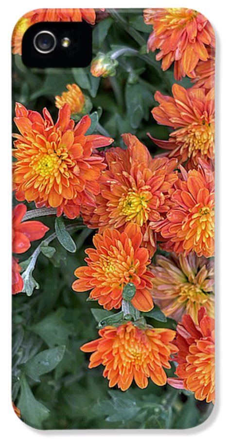 Orange Mums walk - Phone Case