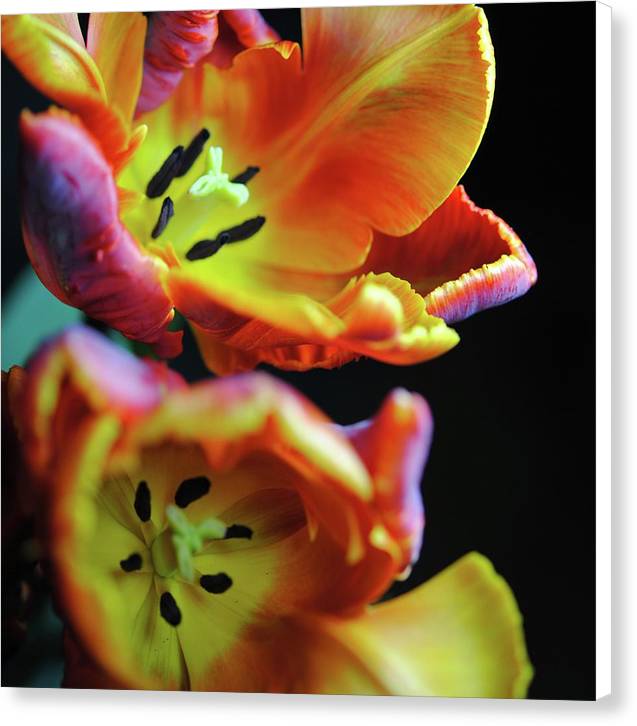 Orange Open Parrot Tulips - Canvas Print