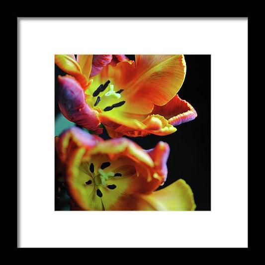 Orange Open Parrot Tulips - Framed Print