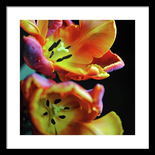 Orange Open Parrot Tulips - Framed Print