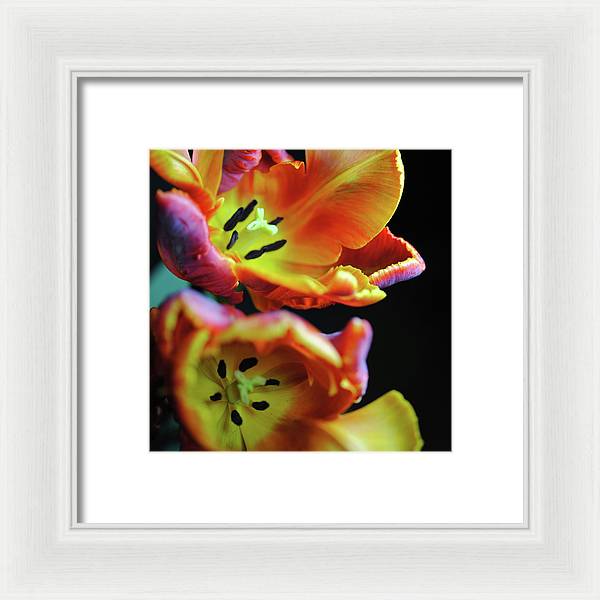 Orange Open Parrot Tulips - Framed Print