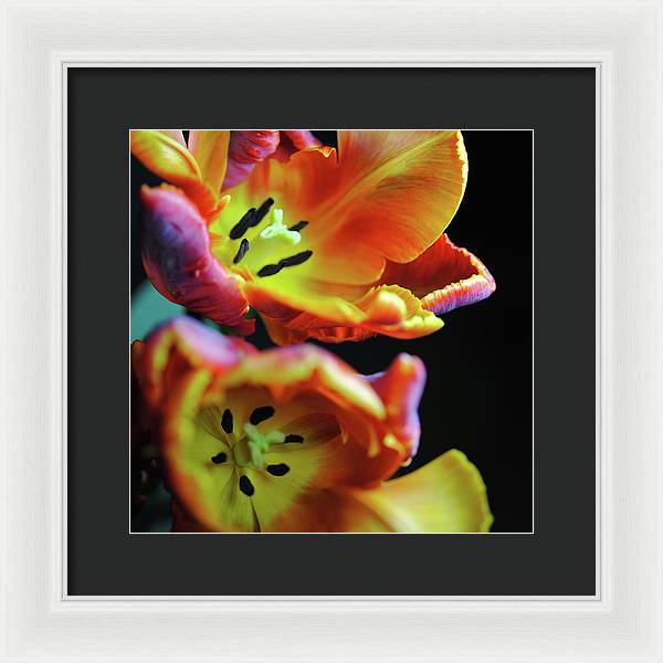 Orange Open Parrot Tulips - Framed Print