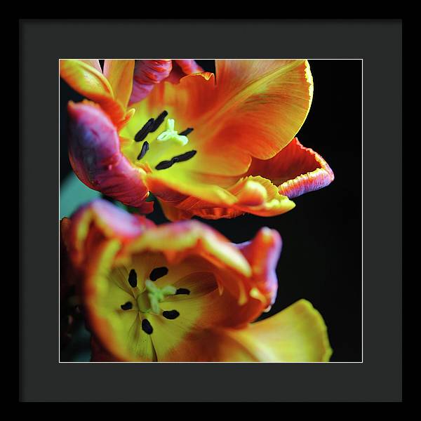 Orange Open Parrot Tulips - Framed Print