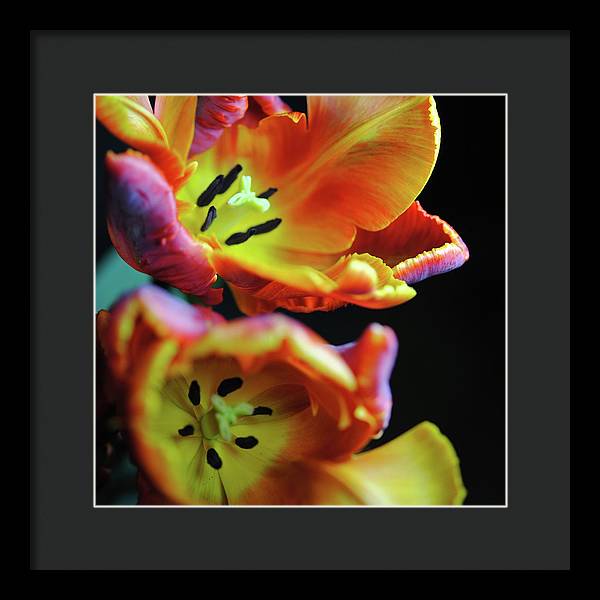 Orange Open Parrot Tulips - Framed Print