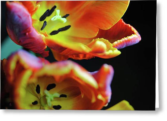 Orange Open Parrot Tulips - Greeting Card
