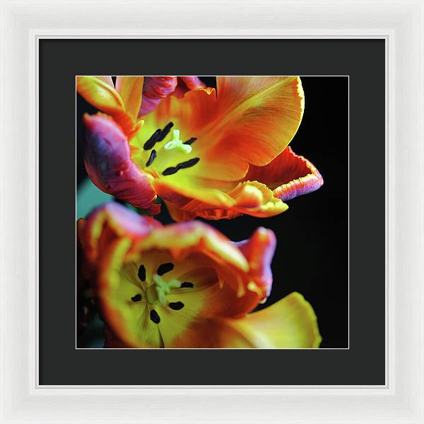 Orange Open Parrot Tulips - Framed Print