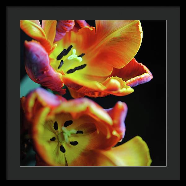 Orange Open Parrot Tulips - Framed Print