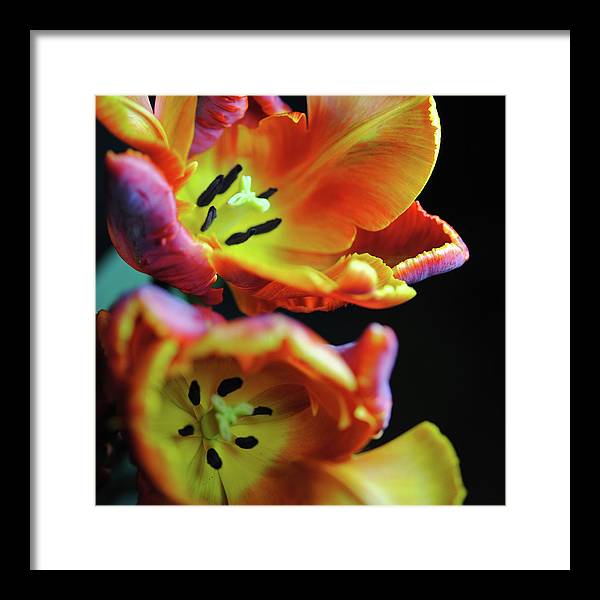 Orange Open Parrot Tulips - Framed Print