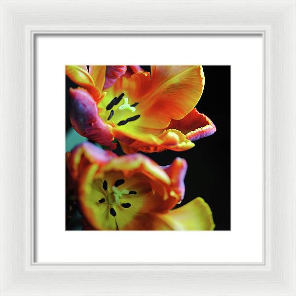 Orange Open Parrot Tulips - Framed Print