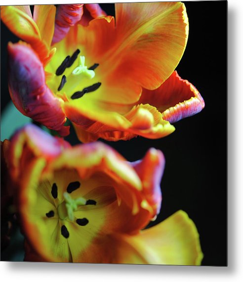 Orange Open Parrot Tulips - Metal Print