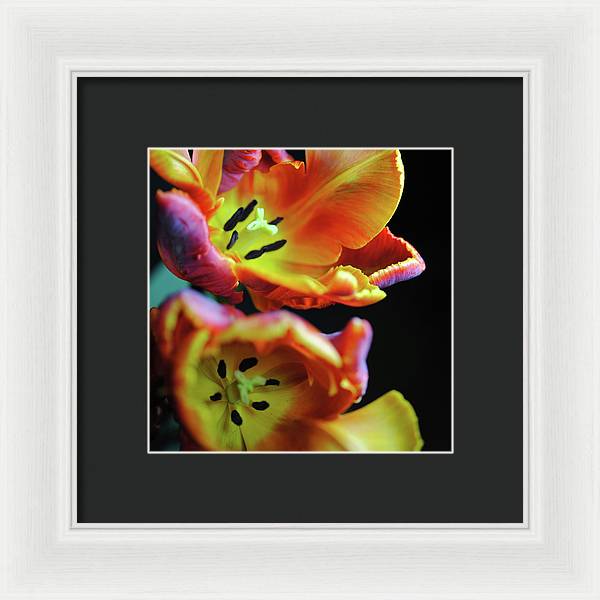 Orange Open Parrot Tulips - Framed Print