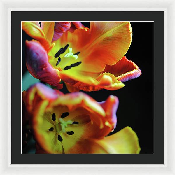 Orange Open Parrot Tulips - Framed Print