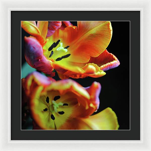 Orange Open Parrot Tulips - Framed Print