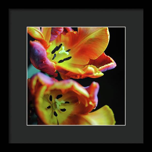 Orange Open Parrot Tulips - Framed Print