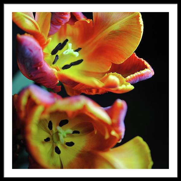 Orange Open Parrot Tulips - Framed Print