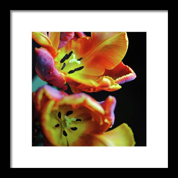 Orange Open Parrot Tulips - Framed Print