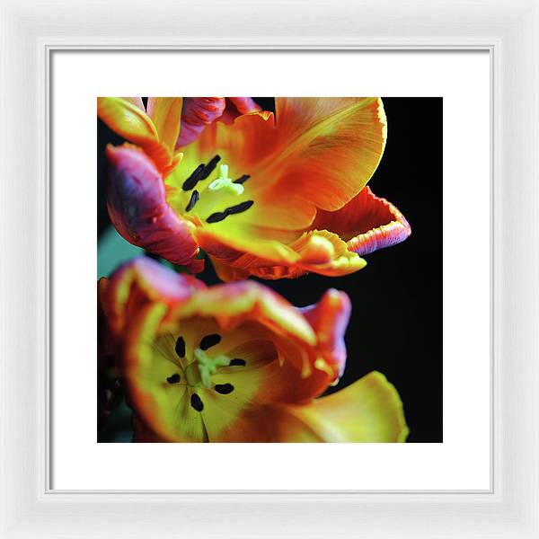 Orange Open Parrot Tulips - Framed Print