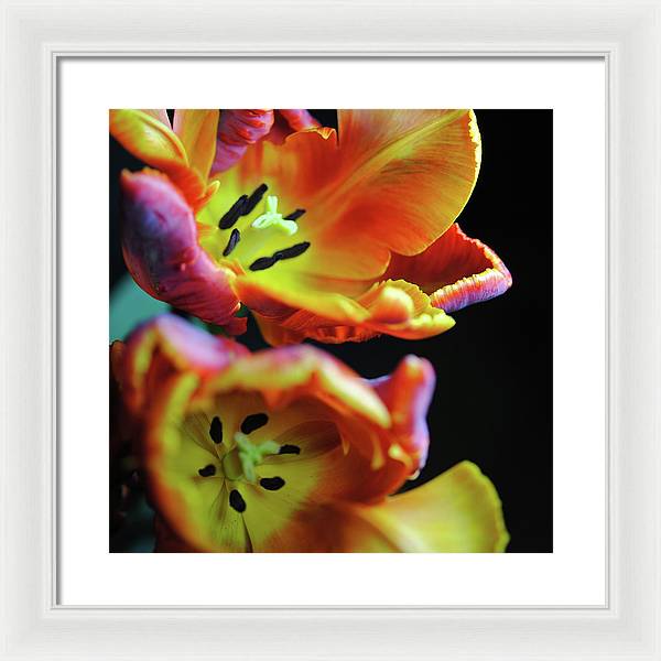Orange Open Parrot Tulips - Framed Print