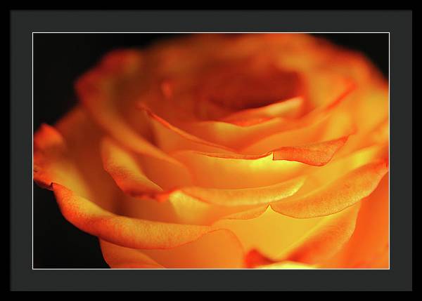 Orange Rose Close Up - Framed Print