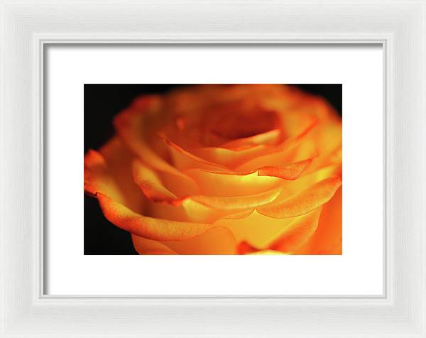 Orange Rose Close Up - Framed Print