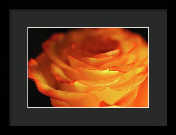 Orange Rose Close Up - Framed Print