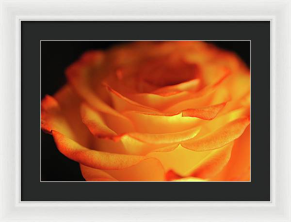 Orange Rose Close Up - Framed Print