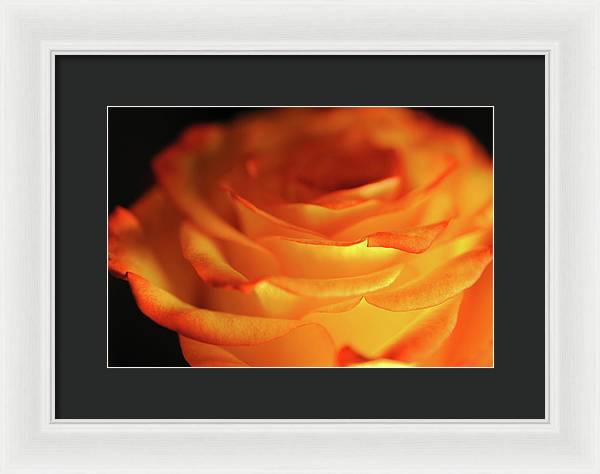 Orange Rose Close Up - Framed Print
