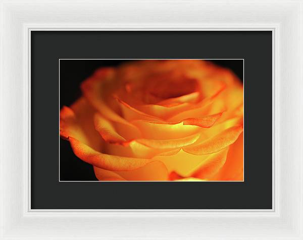 Orange Rose Close Up - Framed Print