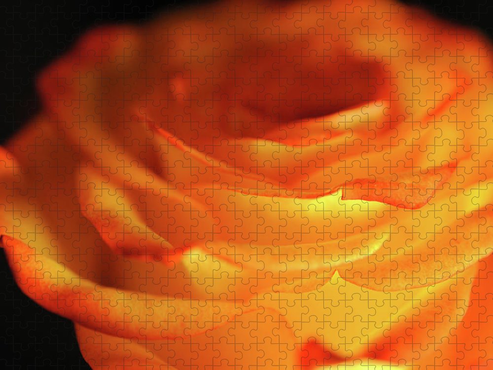 Orange Rose Close Up - Puzzle