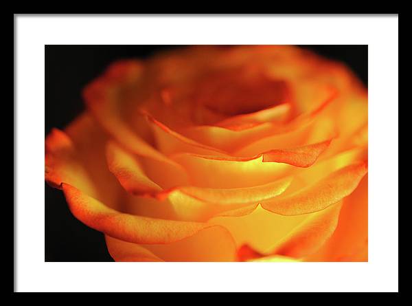 Orange Rose Close Up - Framed Print