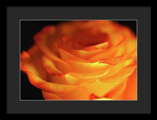 Orange Rose Close Up - Framed Print