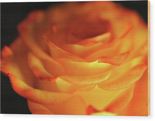 Orange Rose Close Up - Wood Print