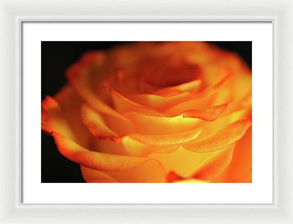 Orange Rose Close Up - Framed Print