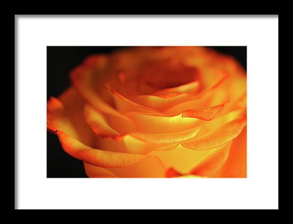 Orange Rose Close Up - Framed Print