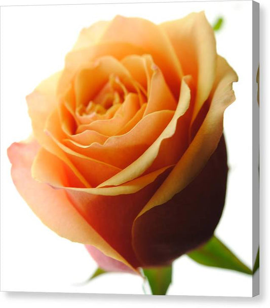 Orange Rose On White - Canvas Print