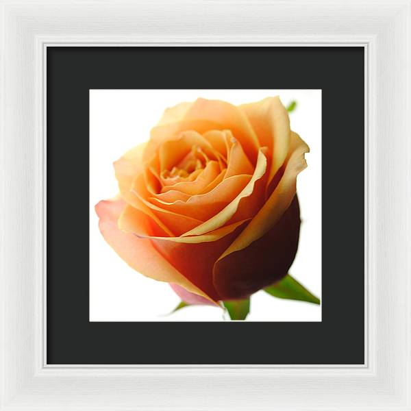 Orange Rose On White - Framed Print
