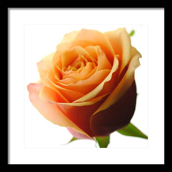 Orange Rose On White - Framed Print