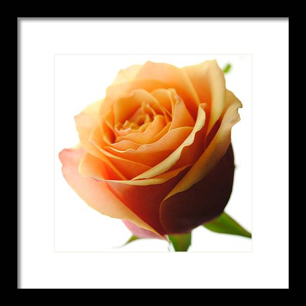 Orange Rose On White - Framed Print