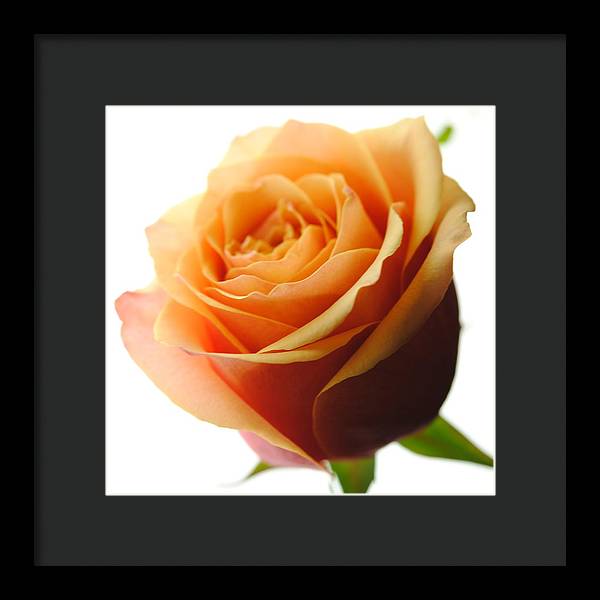 Orange Rose On White - Framed Print