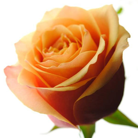 Orange Rose On White - Art Print