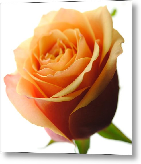 Orange Rose On White - Metal Print