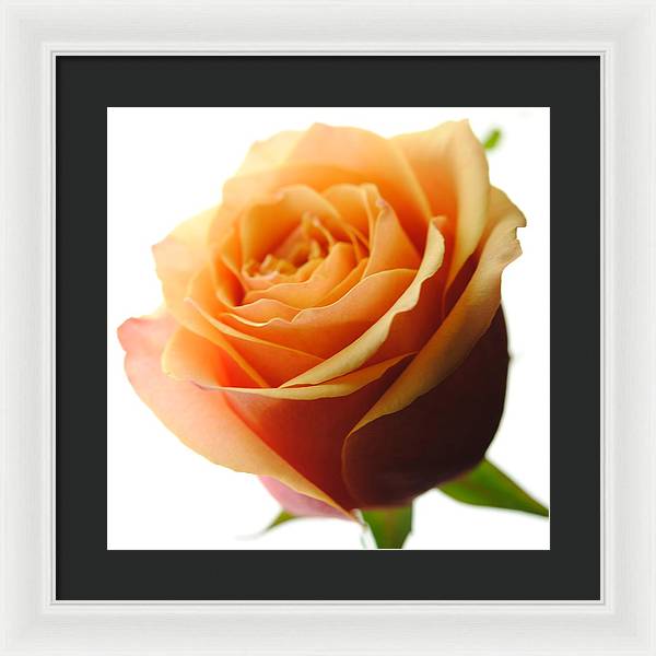 Orange Rose On White - Framed Print