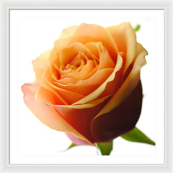 Orange Rose On White - Framed Print
