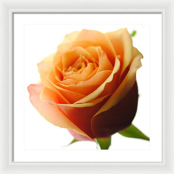 Orange Rose On White - Framed Print