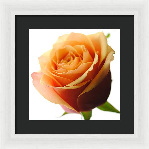 Orange Rose On White - Framed Print